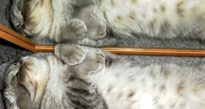 pochemu-nel'zja-spat'-u-zerkala