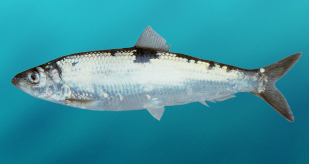 k-chemu-snitsja-seledka